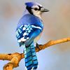 Bluejay
