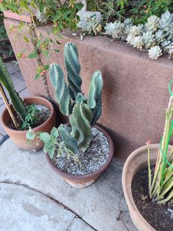 Spiral Cacti 
