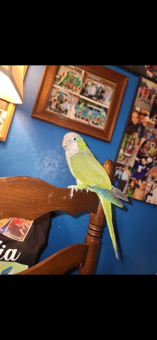 Parrot