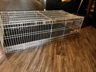 Guinea Pig Cage