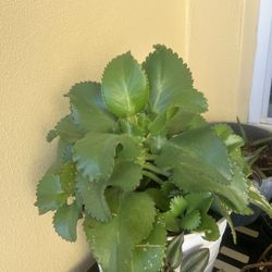 Mother Of Thousands Plant