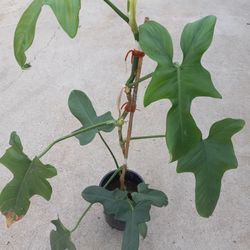 Vine Plant 12.00  low price  Indoor