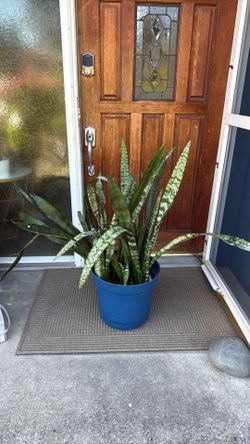 Huge Snake Plant