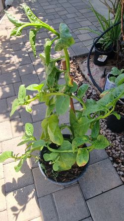 Spinach plant