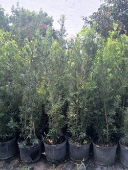 Podocarpus Overgrown 7gl 6ft🌱