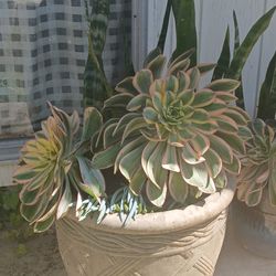 Plants with pot cement large outside plant