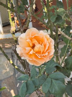 Rose Bush, Peach Color