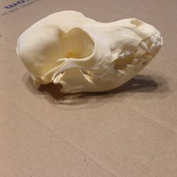 Large Breed Puppy Skull