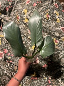 Cuttings