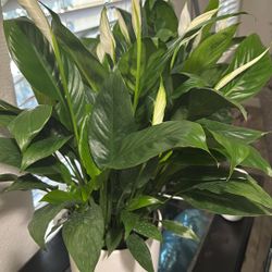 6” Spath (peace Lily)