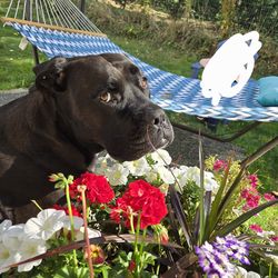 Outdoor Hammock and Heavy Metal Stand