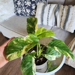 $65 Monstera Lechleriana Variegata 🌿 