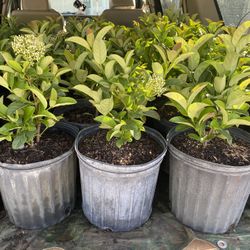 sweet viburnum 3 gallon - ready for delivery 