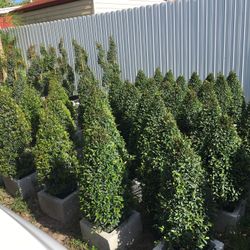 Small Cone Topiary In 3 gls Pot. SPECIAL PRICE !🤩