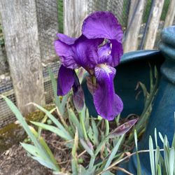 Crimson asking (??) - Early Blooming Bearded Iris