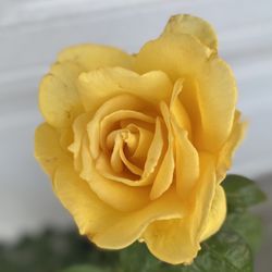 Rose Bush Plant, In 5 Gallóns Pot Pick Up Only