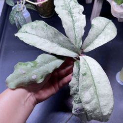 Hoya Mitrata Silver ( One Of my biggest Size Leaves )