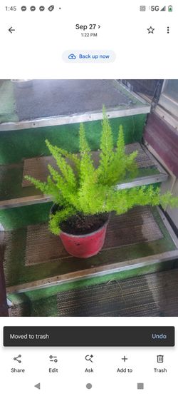Cola de zorra 2g