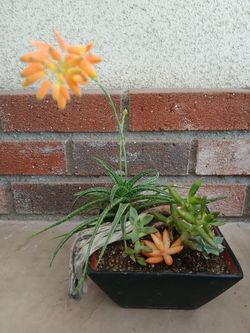 SUCCULENT DISPLAY/PLANT