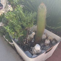 Beautiful Florida Cactus With Succulents Arrangements