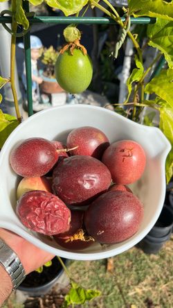 Fruit-Producing Passion Fruit (Lilikoi) Vine – 5+ ft – $60