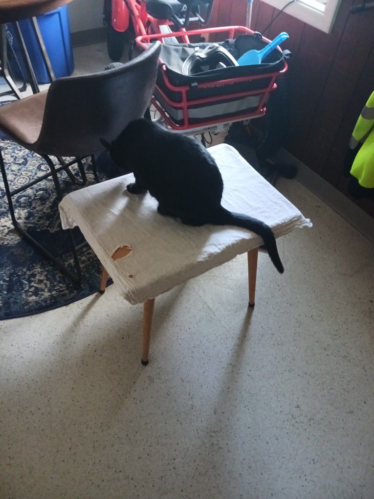 Table Without Cat