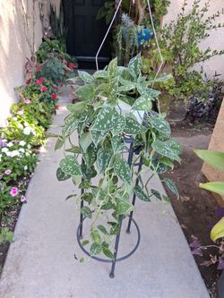 Large Scindapsus Pictus Argyraeus Plant $40