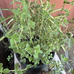 Oregano