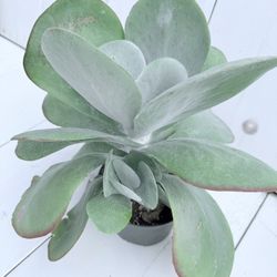 ♥️GORGEOUS Flapjacks, Desert Cabbage plant in 6” pot 🙏PLS READ DESCRIPTION 