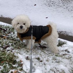 XS/Small Dog Clothes Bundle - Coats, Sweaters, Raincoat , Carrier Backpack, + Other Puppy Gear