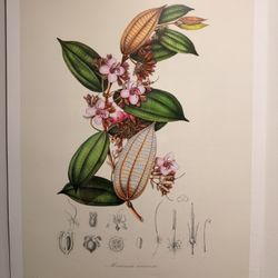 Botanical Illustration Marumia Muscosa Karl Ludwig Blume Print Poster