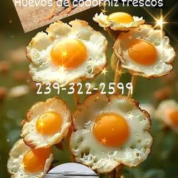 Huevos Frescos De Codorniz. Paquete De 18 $5.00. Fresh Quail Eggs 