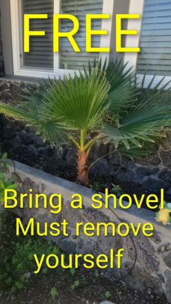 Free palm tree! Palma gratis!