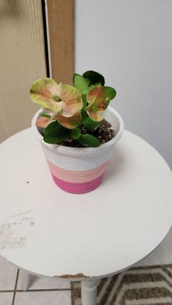 House Plant
