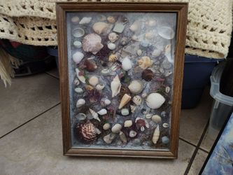 Seashell shadowbox