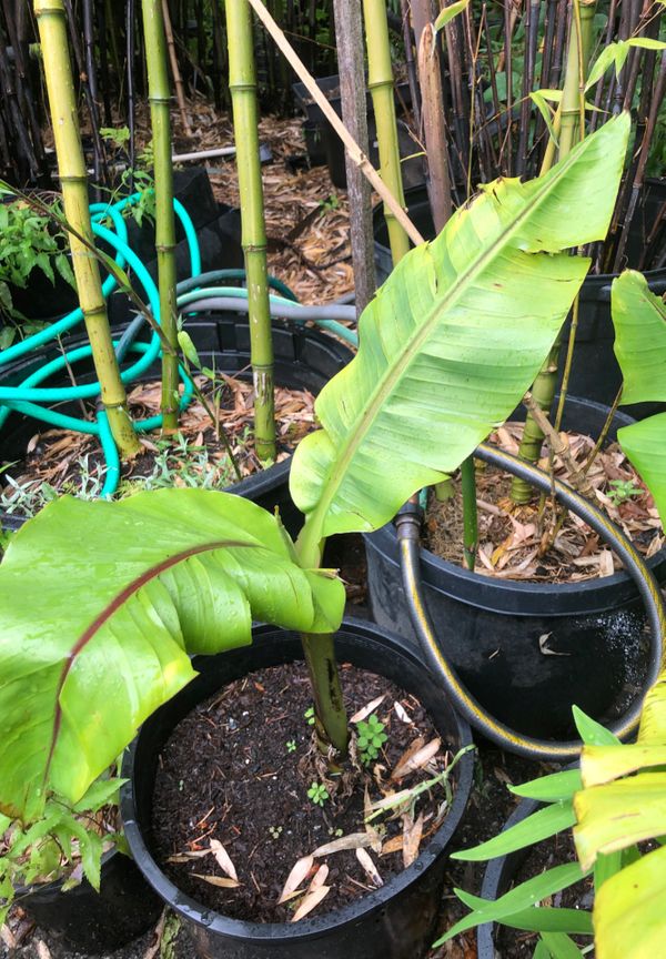 Hardy Banana Tree for Sale for Sale in Everett, WA OfferUp
