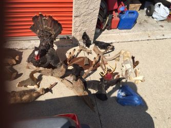 I SortIt taxidermist animals