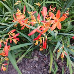 CROCOSMIA EMILY MCKENZIE PLANT