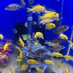 Cutest Fish Tank Decors