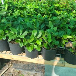 Viburnum Plants 