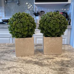 Two Small Topiary Trees Decor 