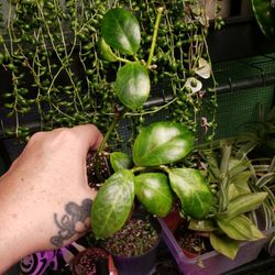 Hoya Obscura
