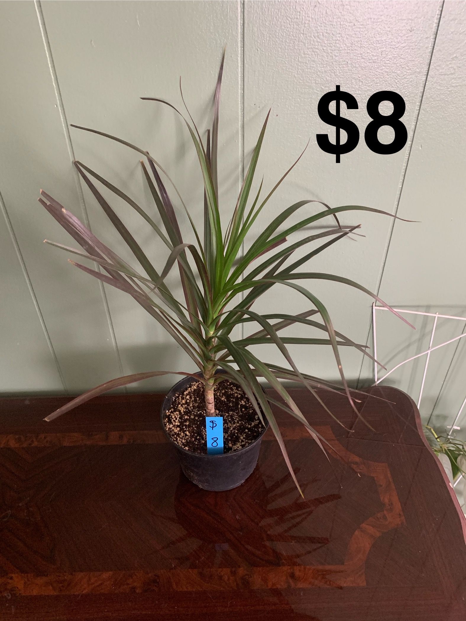 Dracaena