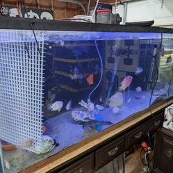 100 gallon fish tank