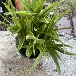 Spider Plant