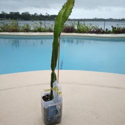 21" Fragrant White Flowers Climbing Strophocactus Deamia Testudo $20 -Ship Bareroot $7
