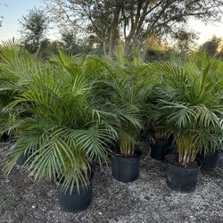 Areca Palms