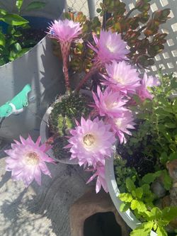 Cactus