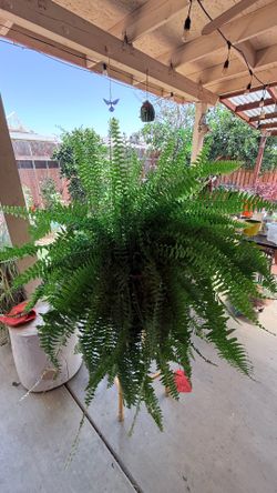 Boston Fern