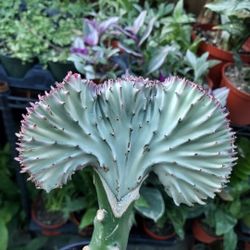 PLANT SALE TODAY SUNDAY SAN LORENZO. DM FOR ADDRESS STARTS 1:30. TODAY